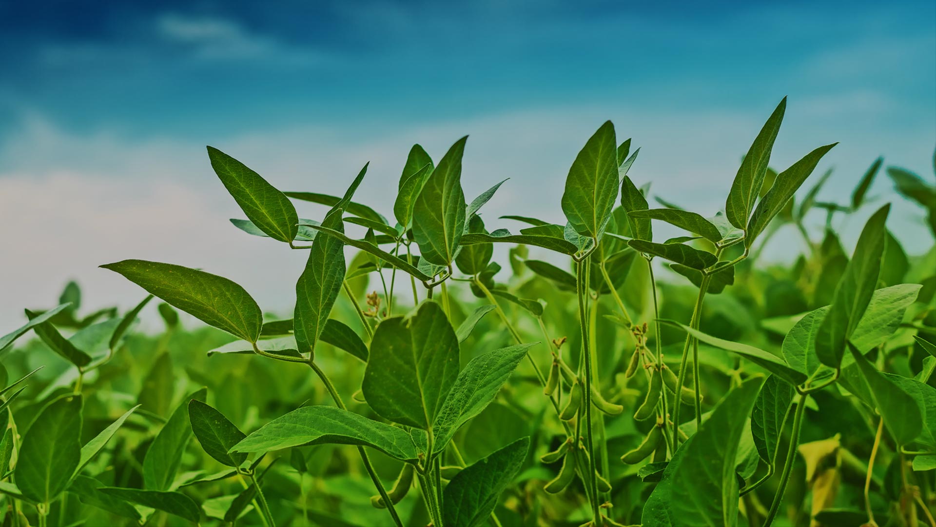 Soybean Inoculant XiteBio SoyRhizo Liquid Inoculant