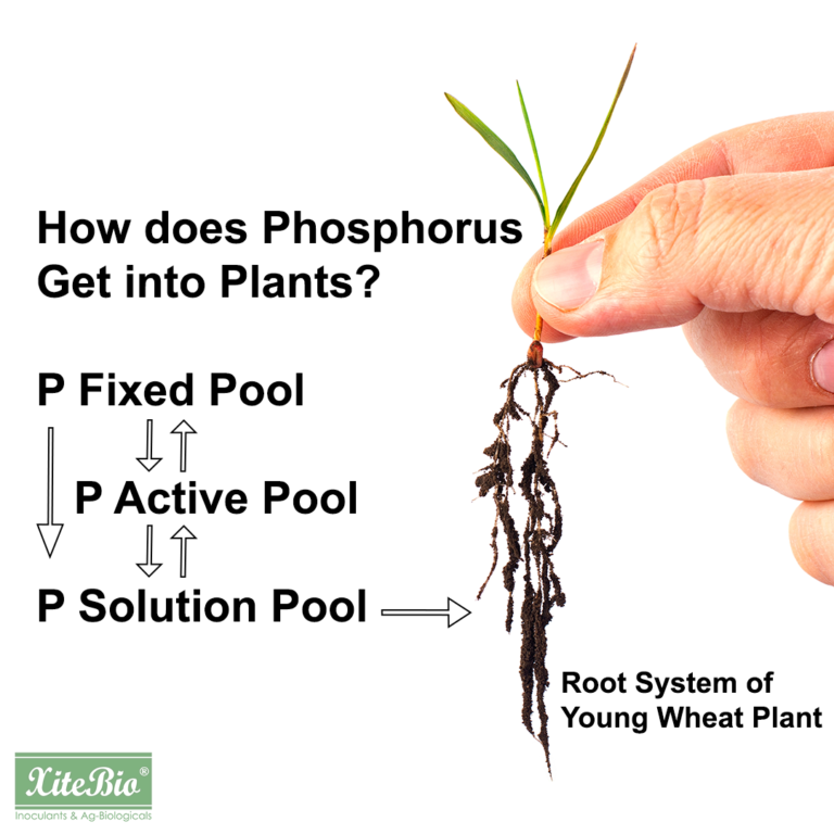 How Does Phosphorus Get into Plants?