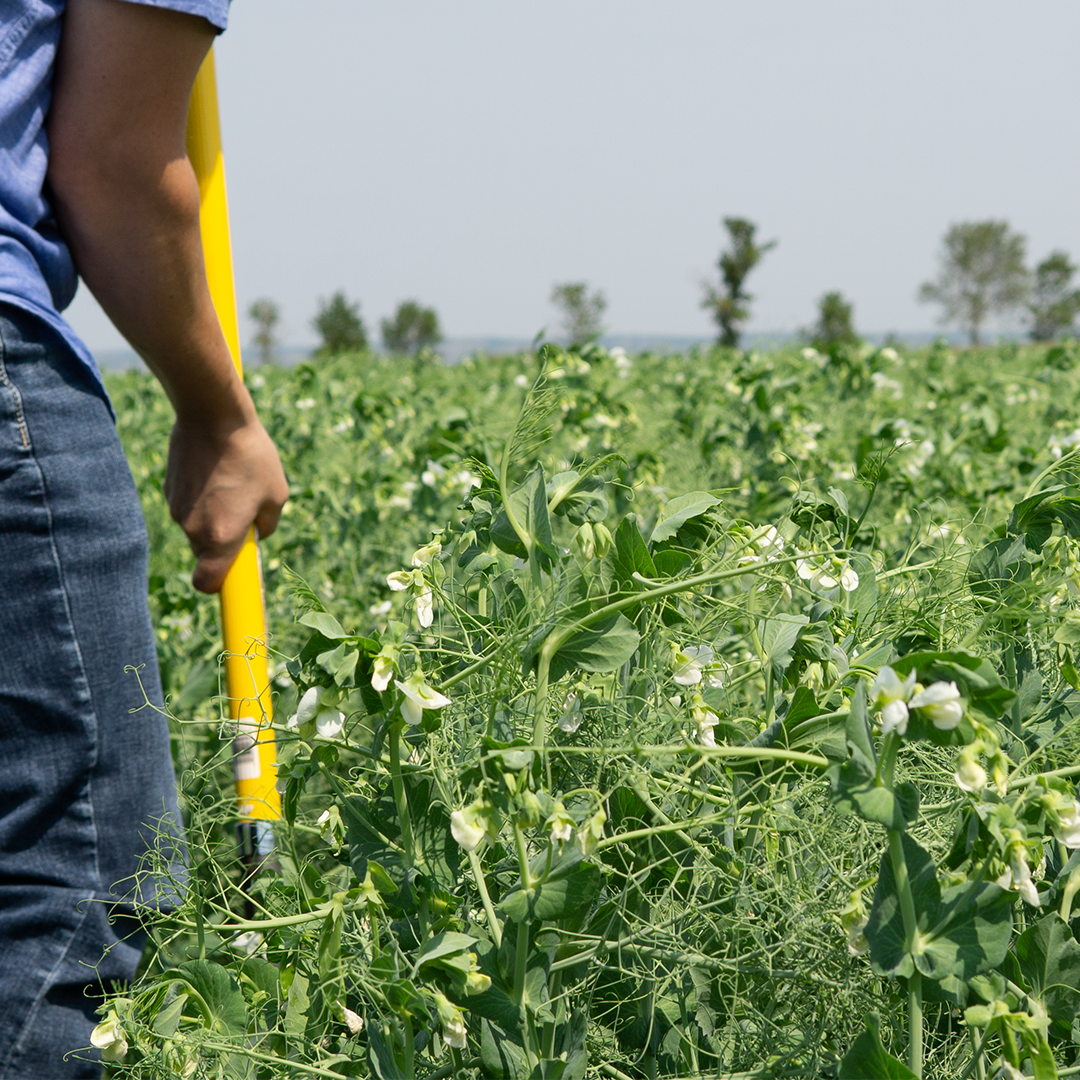 What's new in pulse crops for 2024? Farmer digs in new pea crop.