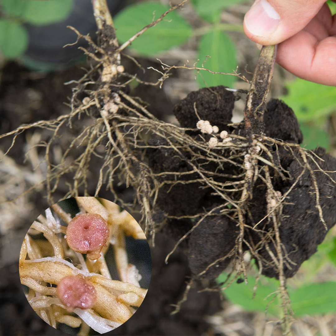 Soybean plant that has been dug up to show nodulation on the roots.