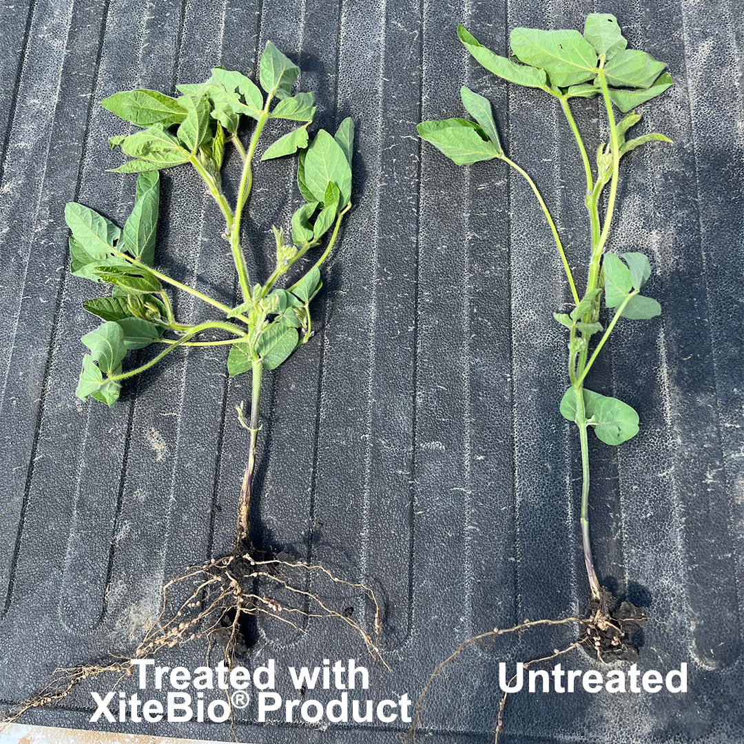 Soybean plant treated with XiteBio product using single strain.
