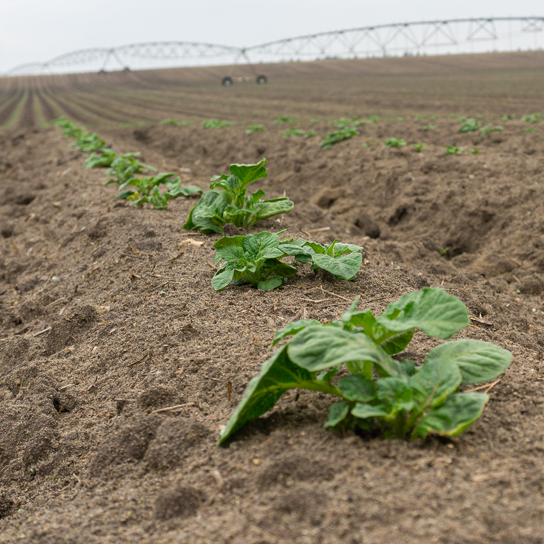 Young Potato plants growing in field from a potato grower using ag-biologicals.