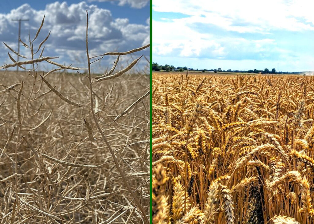 How PGPR Protect Crops During Drought