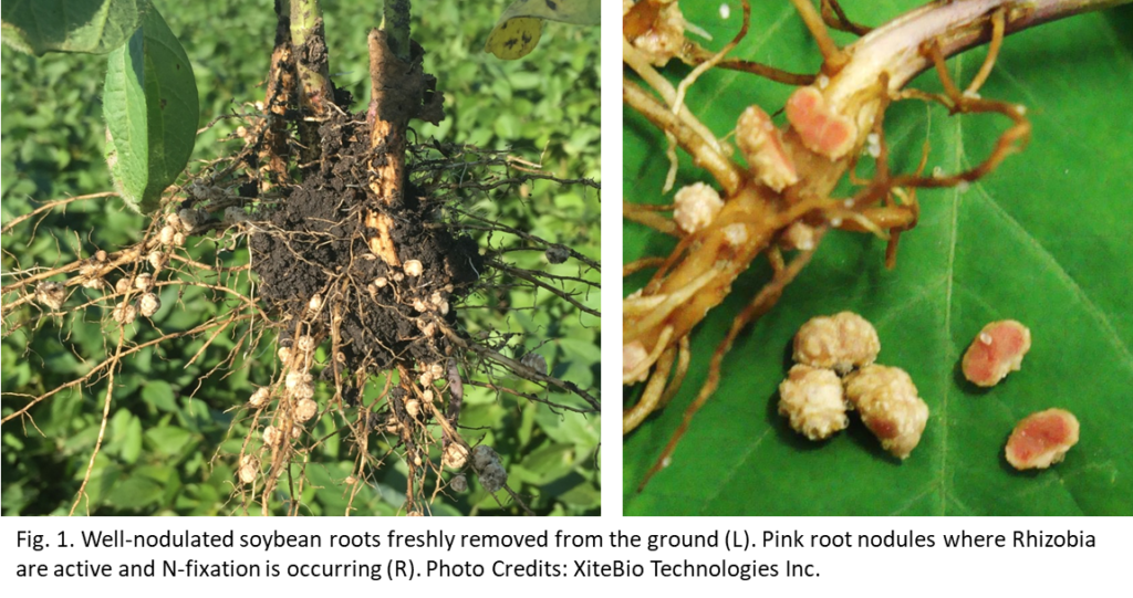 Nodulating Faba Roots Producing microbial products for sustainable agriculture - XiteBio ...