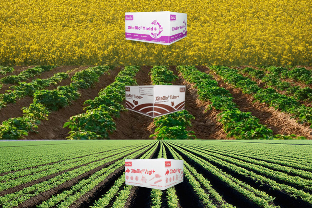 Beyond Fertilizer: The New Economics of Microbial Inoculants