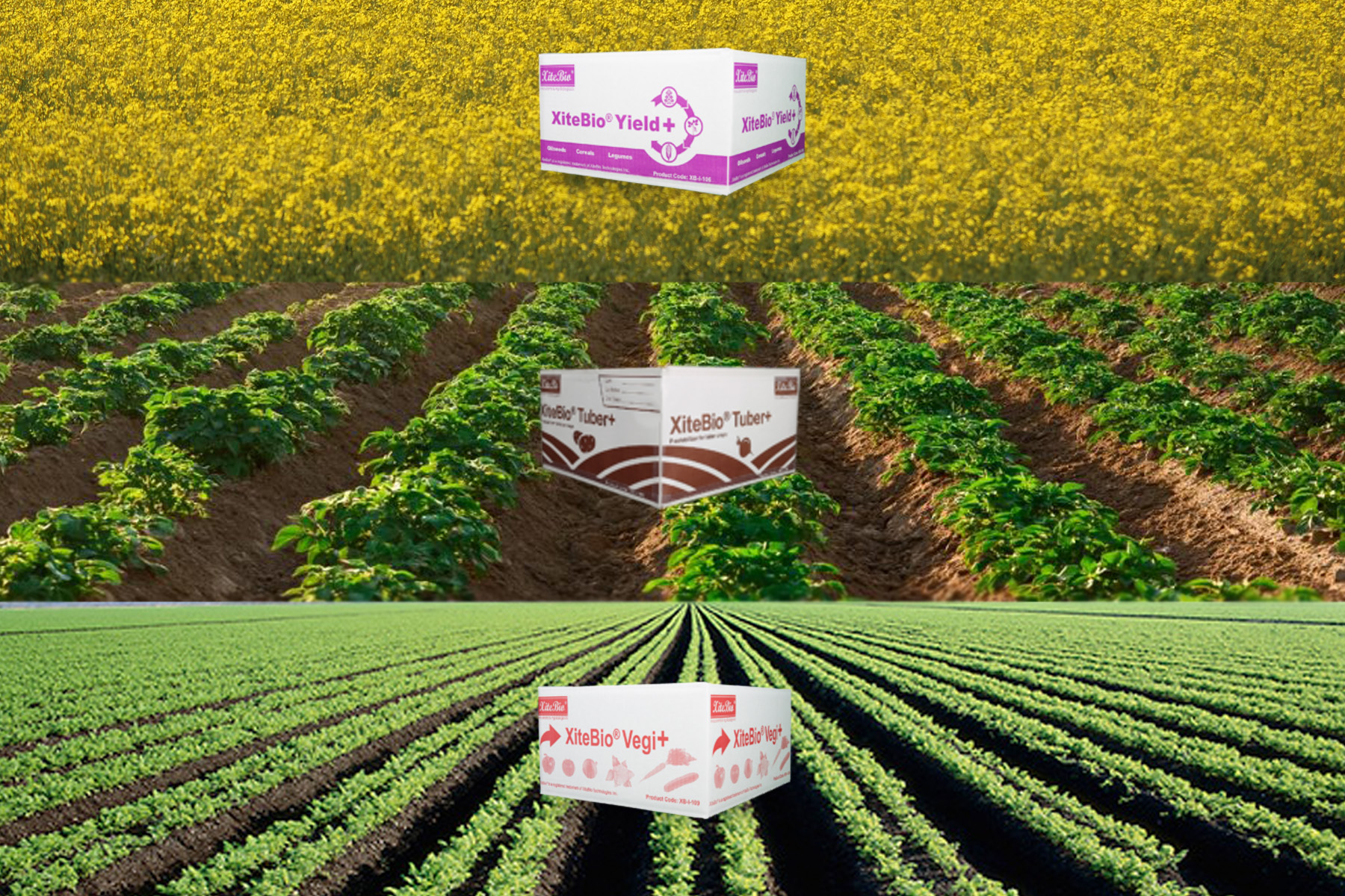 Beyond Fertilizer: The New Economics of Microbial Inoculants