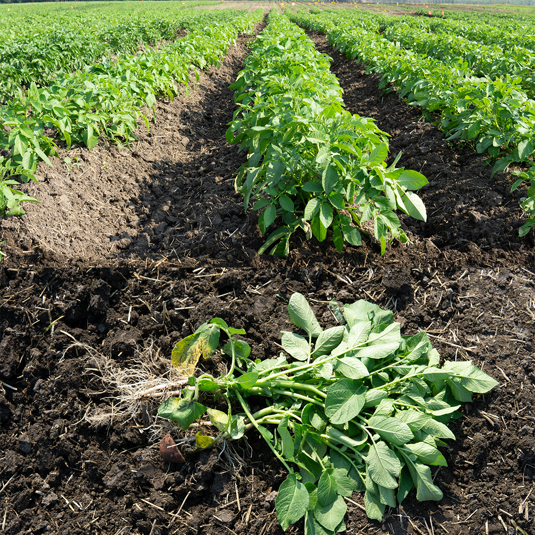 Potato plants in rows. Potato plant with roots exposed to