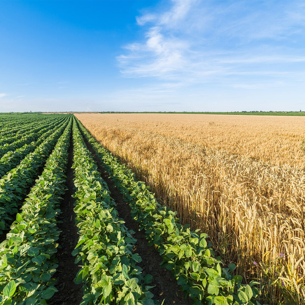 Can organic wheat and soybeans compete with conventional?
