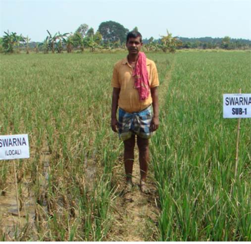Comparison trial of rice varieties